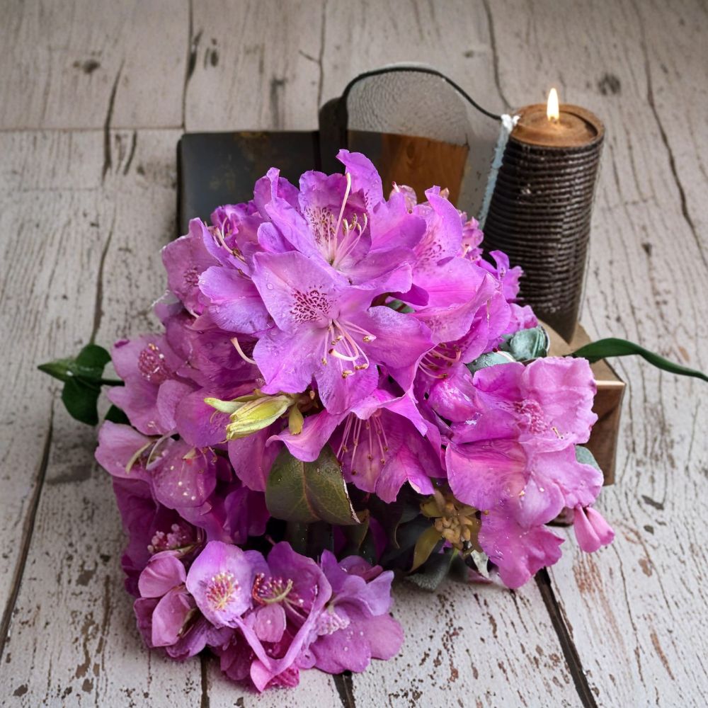 Rhododendron ‘Florence Parks’ Plant | 12-15 Inch Evergreen Shrub | Purple Blooms | Rhododendron x ‘Florence Parks’ | Zones 4-8