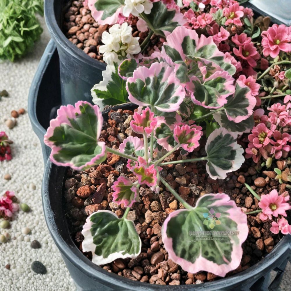 Ice Queen Geranium Seeds | 25+ Seeds | White & Pink Blooms | Pelargonium Zonal | Easy to Grow Container & Garden Flowers