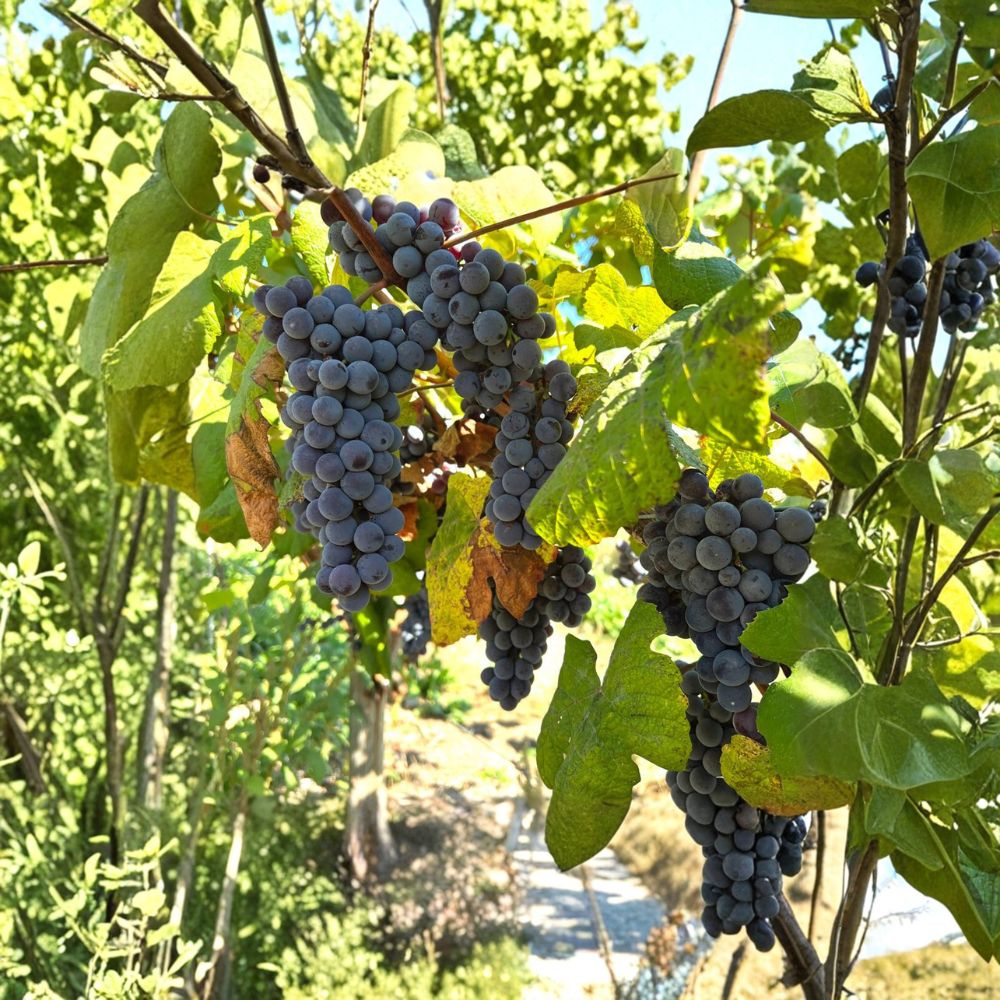 5 Live Steuben Grape Cuttings | Japanese Slip-Skin Variety | Vitis labrusca | Dormant Propagation Stems for Home Growing