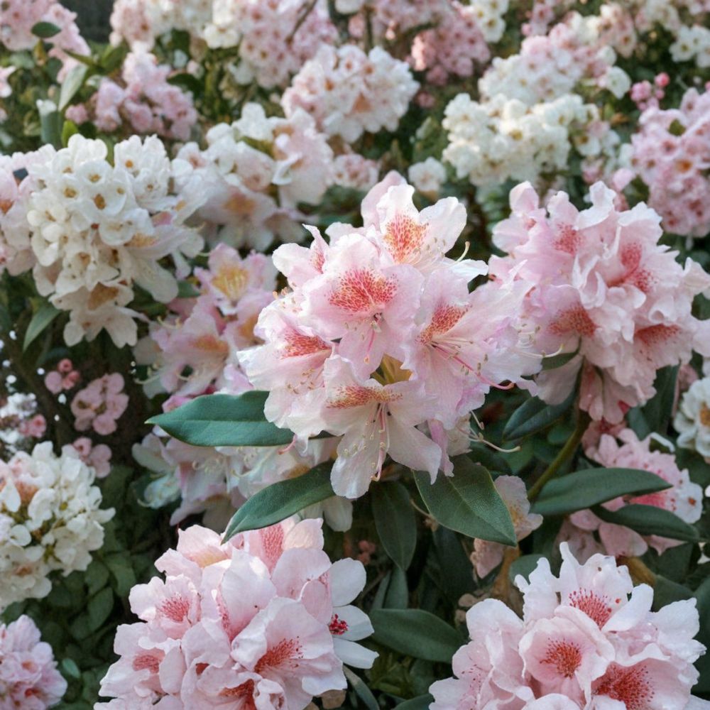 Rhododendron Cunningham's Blush Live Shrub 12-15" Wide | White Pink Gold Blooms | Hardy Evergreen Plant | Rhododendron spp.