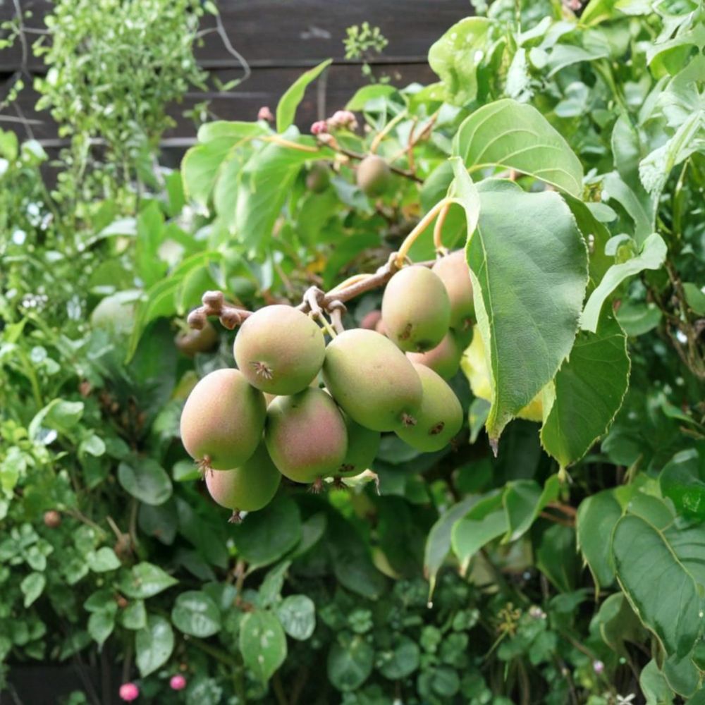 Anna Hardy Kiwi Vine - Live Rooted Female Plant, Edible Fuzzless Kiwi, Actinidia arguta ‘Ananasnaja’, Zones 4–9