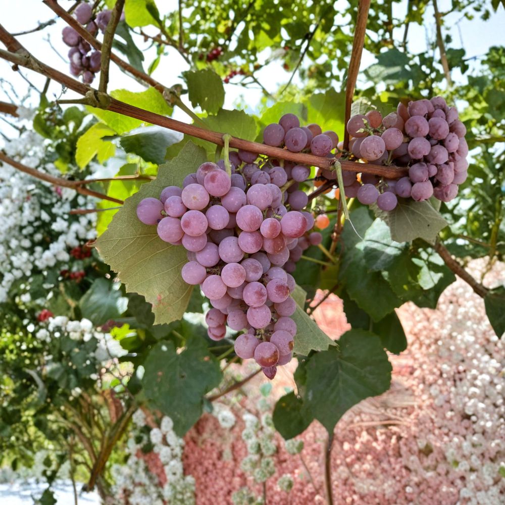 Reliance Seedless Grape Plant - Bare Root Red Table Grape Vine | Vitis hybrid | Cold Hardy, Disease Resistant, Sweet Fruit