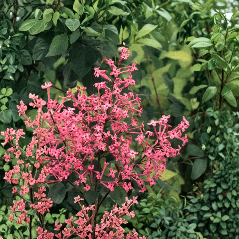 George Eastman Lilac Shrub - 1 Gallon Pot - Deep Pink Reblooming - Syringa x julianae ‘George Eastman’ - Compact Fragrant Plant