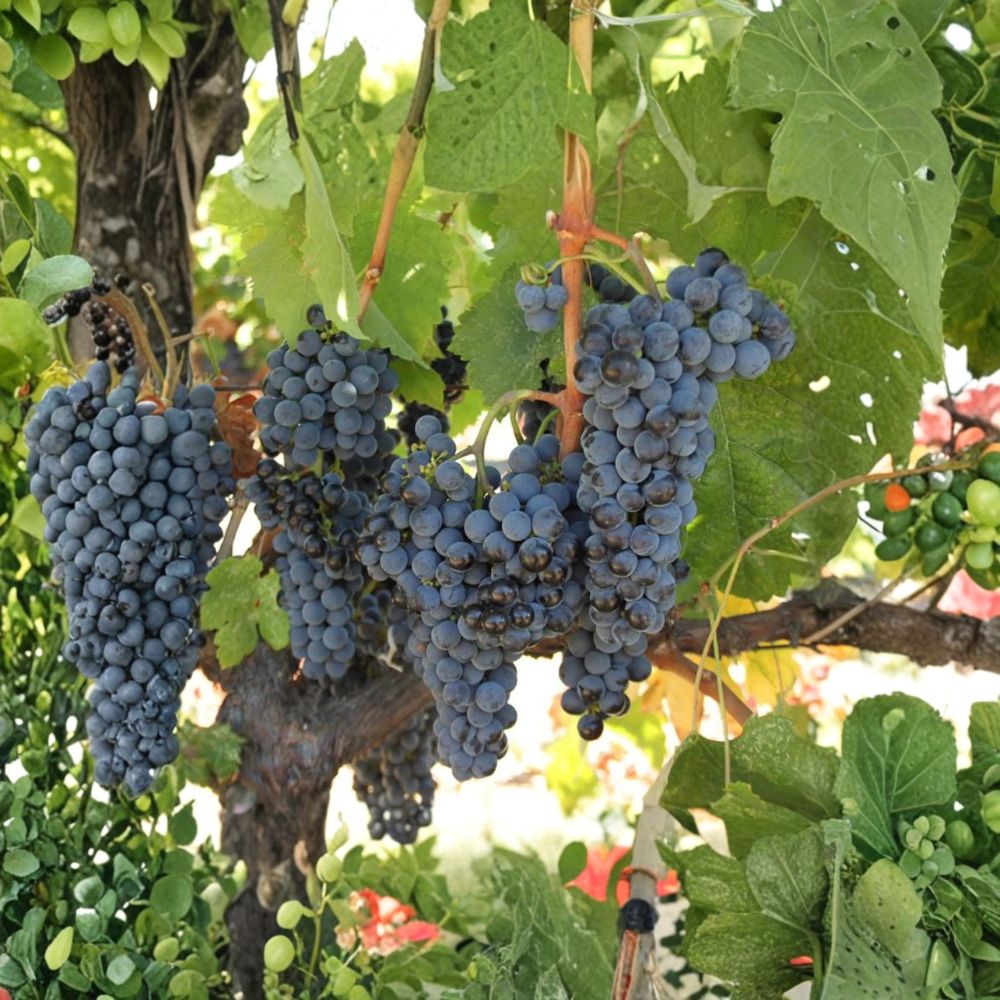 Cabernet Sauvignon Grape Plant in Nursery Pot | Vitis vinifera | Premium Wine Variety for Backyard Vineyard