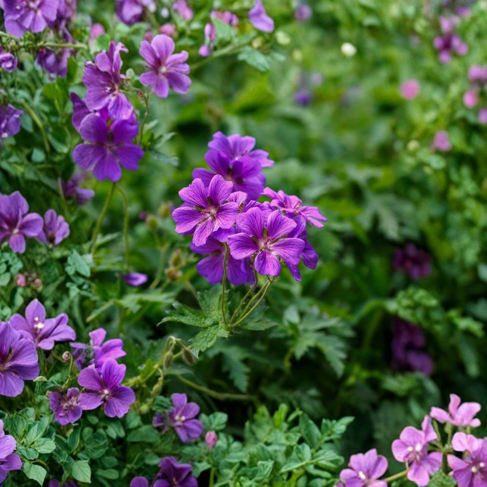 Geranium Plants - 3 Bare Root Kashmir Purple - Hardy Cranesbill Perennial - Vibrant Purple Blooms - Geranium spp.