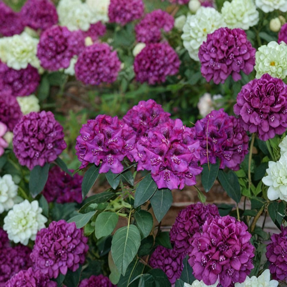 Rhododendron ‘Royal Purple’ Plant | #2 Container | Deep Purple Blooms with Golden Blotch | Evergreen Shrub | Rhododendron ‘Royal Purple’