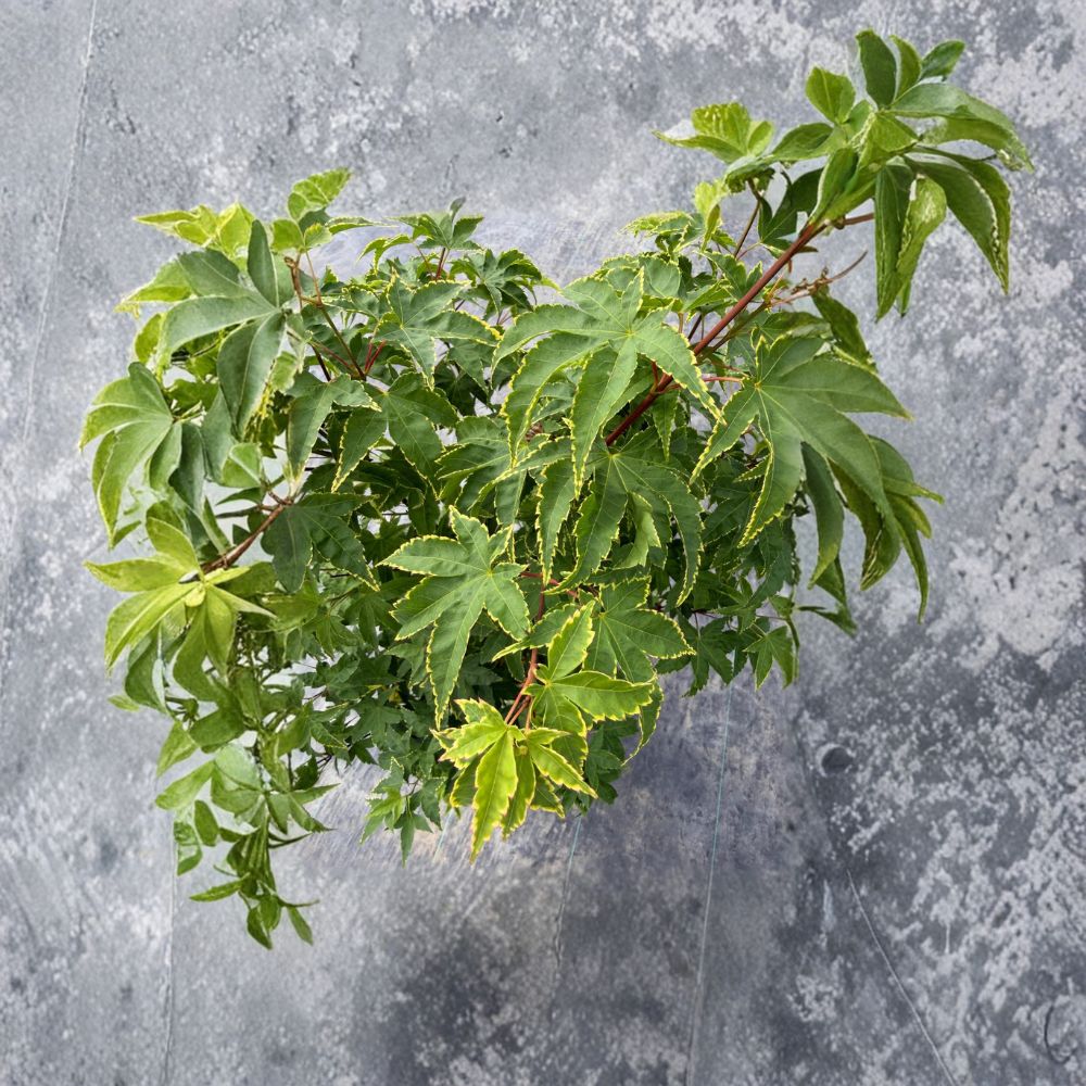 Acer palmatum ‘Sagara Nishiki’ Live Tree | Yellow Variegated Japanese Maple | #3 Container Size | Ornamental Collector Plant