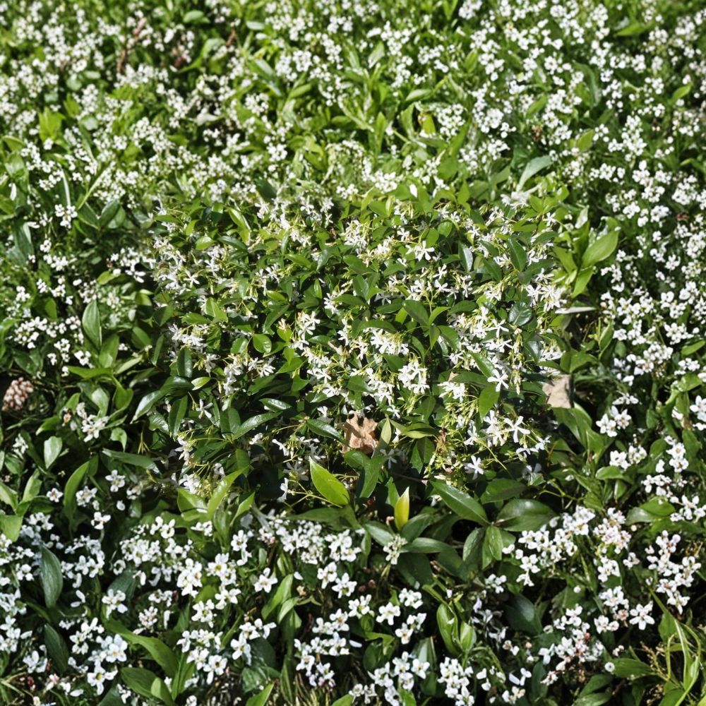 Star Jasmine Live Plant #3 Container | Fragrant White Flowering Vine | Trachelospermum jasminoides | Evergreen Climber