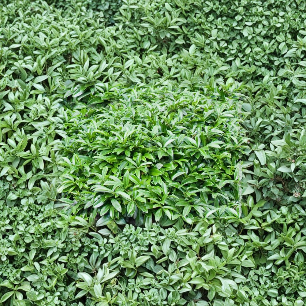 Dwarf English Laurel Shrub - #1 Container - Prunus laurocerasus ‘Mt Vernon’ - Evergreen Groundcover - Shade Tolerant