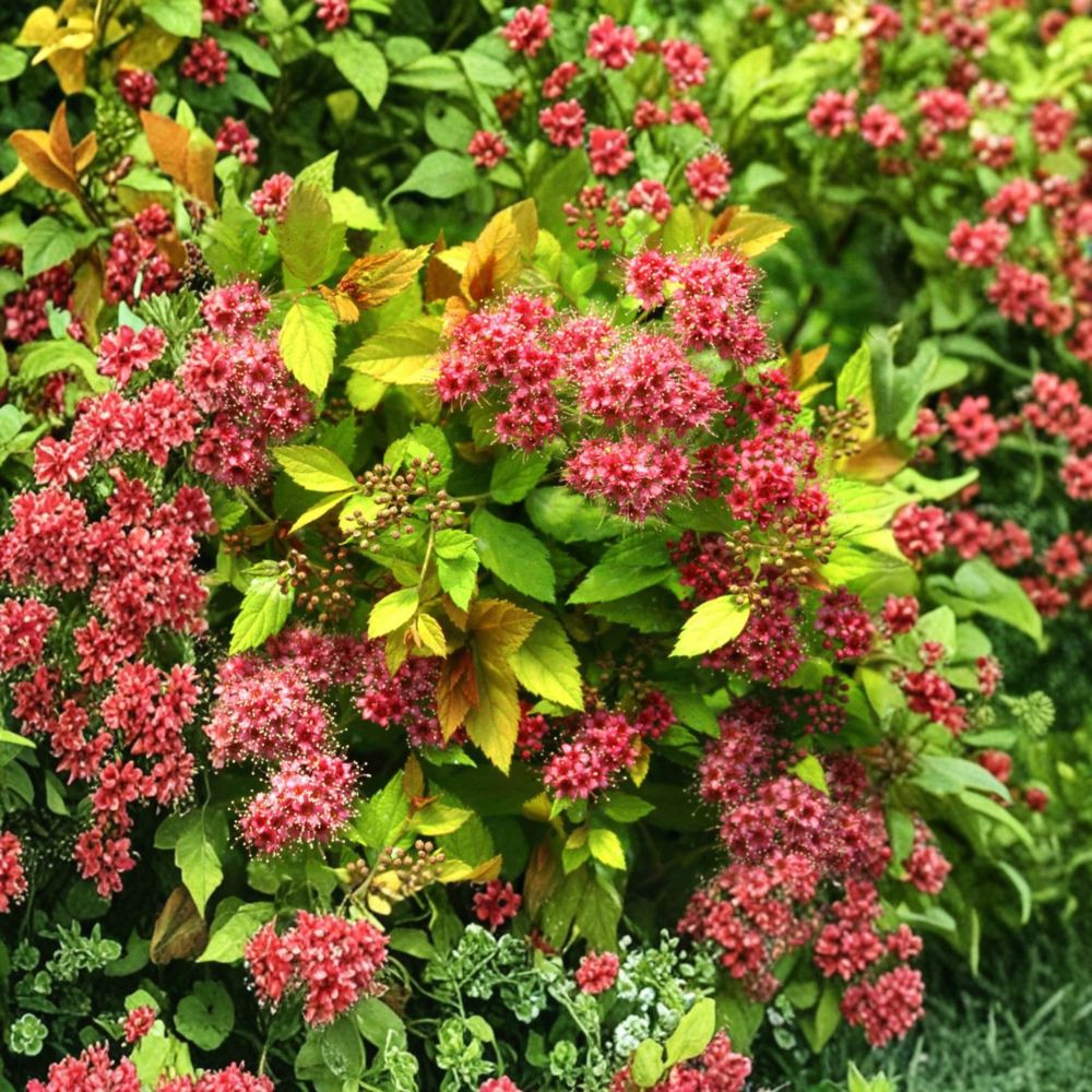 Magic Carpet Spirea Plant - 4 Inch Pot - Golden Foliage Flowering Shrub - Spiraea japonica ‘Magic Carpet’ - Dwarf Landscape Plant