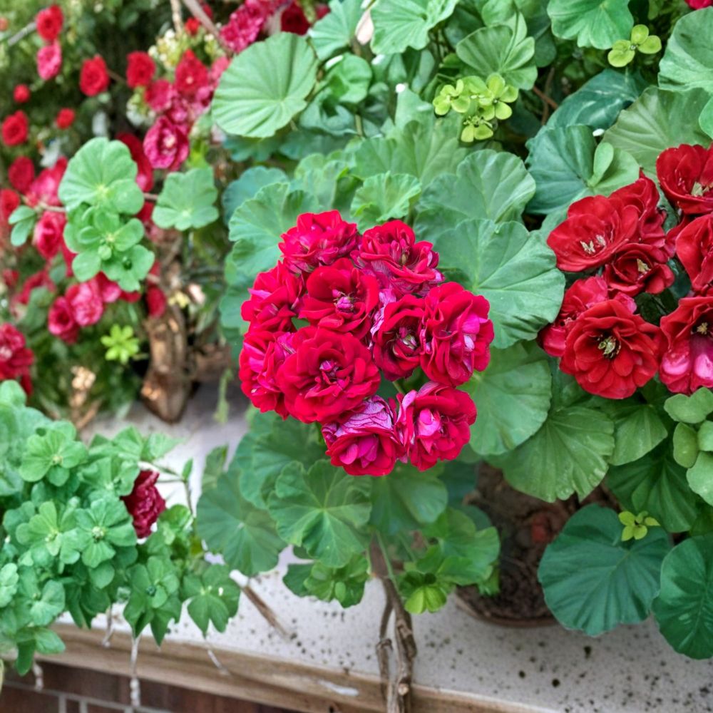 Double Red Geranium Cuttings - 4 Unrooted Pelargonium Cuttings | Rare Vigorous Blooms | Easy to Root Patio & Container Plant