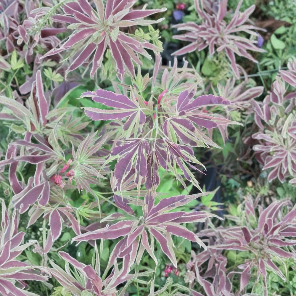 Acer palmatum ‘Manyo no Sato’ Japanese Maple | #1 Container Plant | Rare Variegated Foliage | Chartreuse & Red Leaves