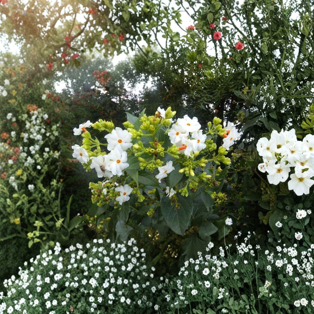 Night Jasmine Seeds - 10 Seeds - Parijat Tree - Nyctanthes arbor-tristis - Fragrant Night Blooming Flower - Exotic Garden Plant