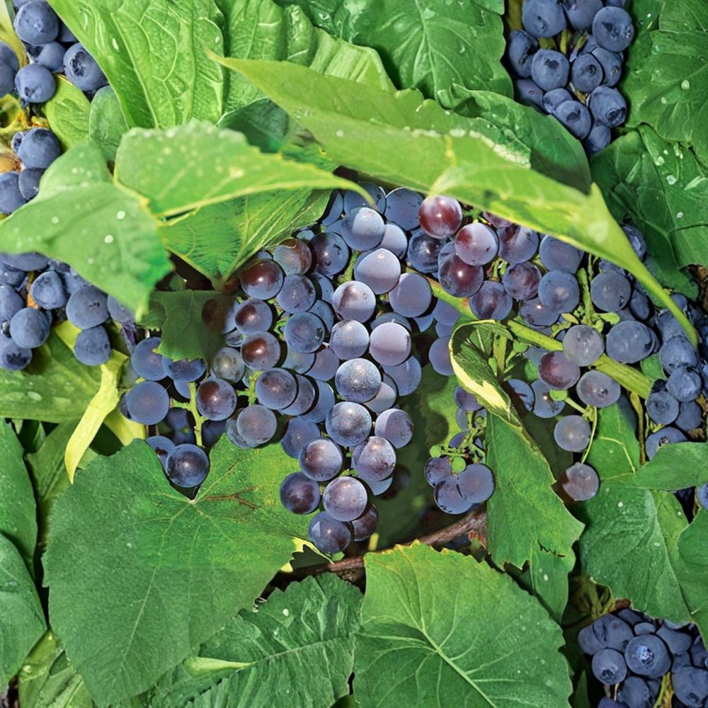 Seedless Concord Grape Plant | Live Vine in Nursery Pot | Sweet Variety | Vitis labrusca | Perfect for Backyard Vineyard