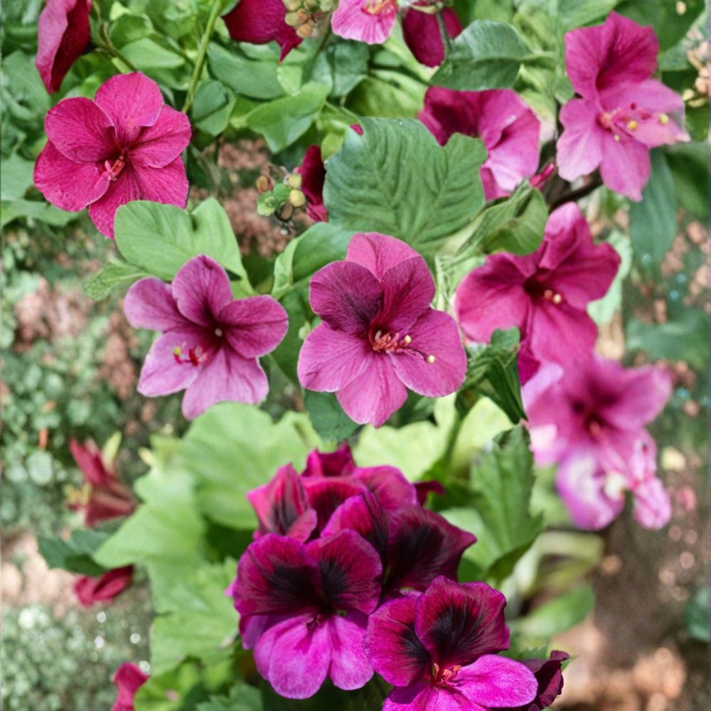 Martha Washington Regal Geranium Seeds - 25+ Pelargonium domesticum - Elegant Patio & Garden Blooms - Easy to Grow