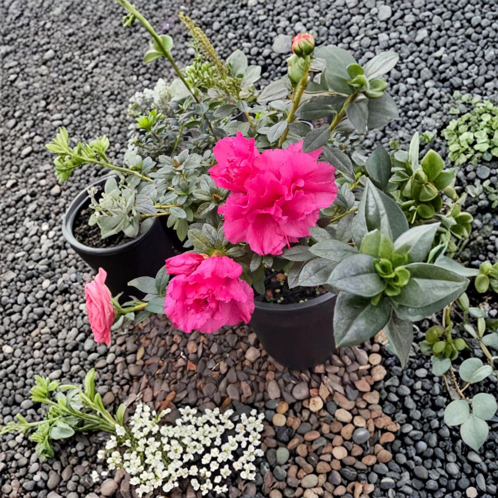 Azalea 'Ripples' Plant | #1 Container | Compact Evergreen Shrub | Ruffled Pink Flowers | Rhododendron tsutsusi 'Ripples'