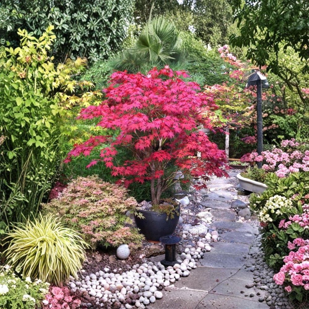 Acer palmatum 'Bloodgood' Red Japanese Maple Tree | #1 Container Plant | Ornamental Focal Point for Gardens and Landscapes