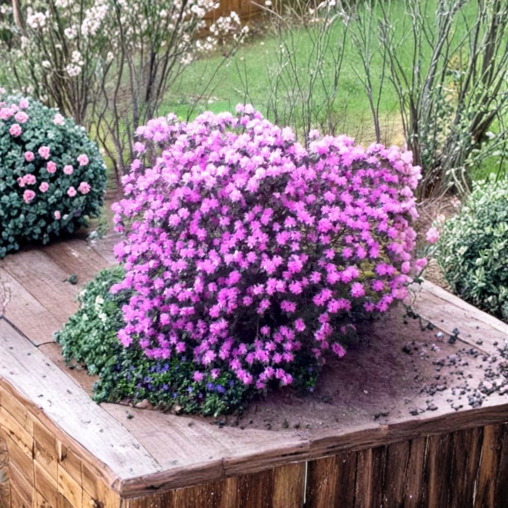 Rhododendron ‘PJM’ Live Evergreen Shrub | Lilac Purple Blooms | Cold Hardy Landscape Plant | #3 Container Grown