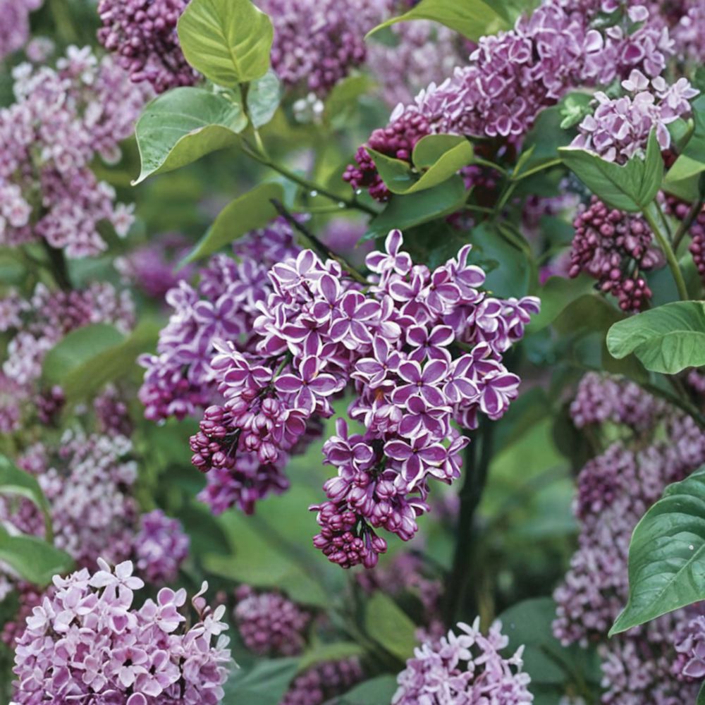 Sensation Lilac Shrub - 1 Gallon Pot - Purple & White Flowers - Syringa vulgaris - Fragrant Spring Blooms for Gardens