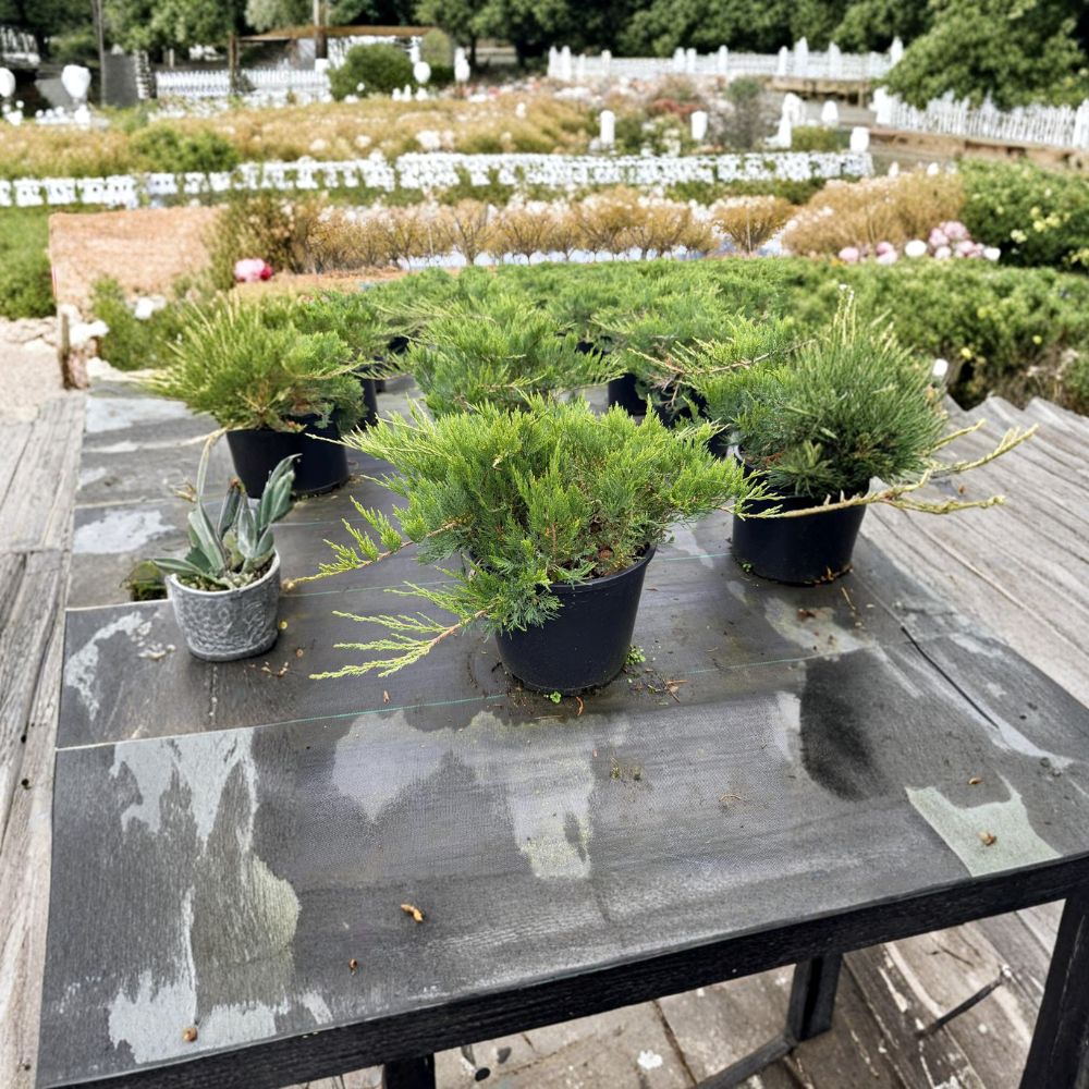 Broadmoor Juniper Plant - #3 Container - Low Spreading Blue Green Groundcover - Juniperus sabina ‘Broadmoor’ - Drought Tolerant
