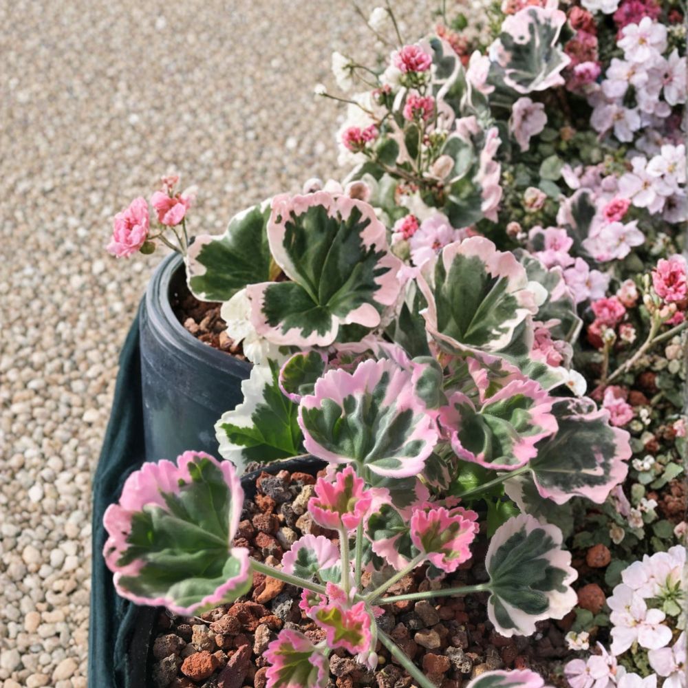 Ice Queen Geranium Seeds - 25+ Pelargonium Flower Seeds - Container Friendly & Easy to Grow - Perfect for Patios & Gardens
