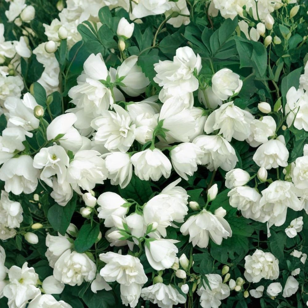 Snowbelle Mockorange - 4 Inch Pot Plant - Fragrant Double White Blooms - Philadelphus virginalis - Citrus Scented Shrub