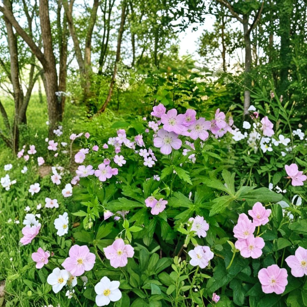 Wild Geranium Bare Roots | 10 Dormant Plants | Native Perennial Flower | Geranium maculatum | Shade Garden | Zones 3-8