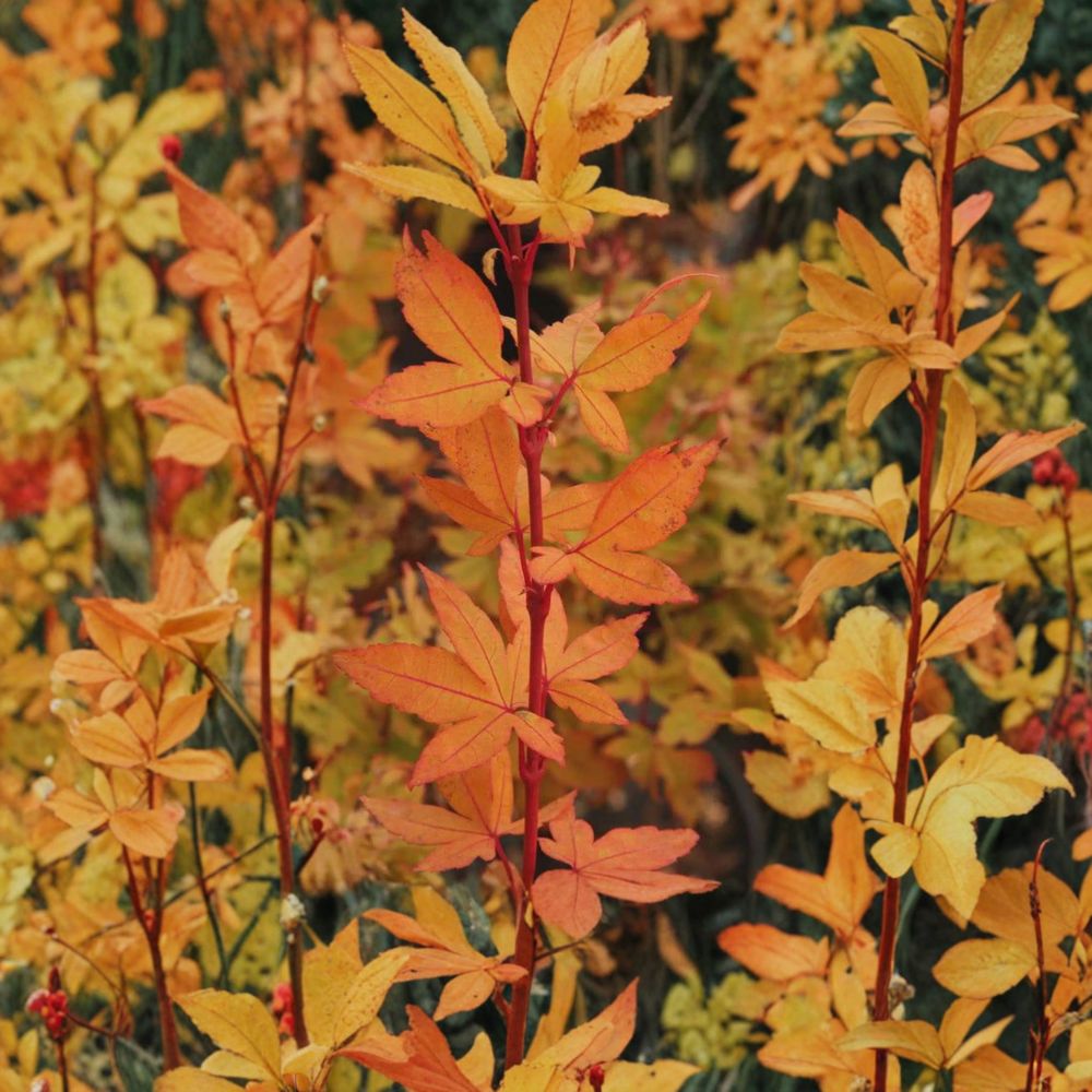 Dwarf Coral Bark Japanese Maple Tree | Acer palmatum ‘Winter Flame’ | #1 Container Plant | Red Winter Bark