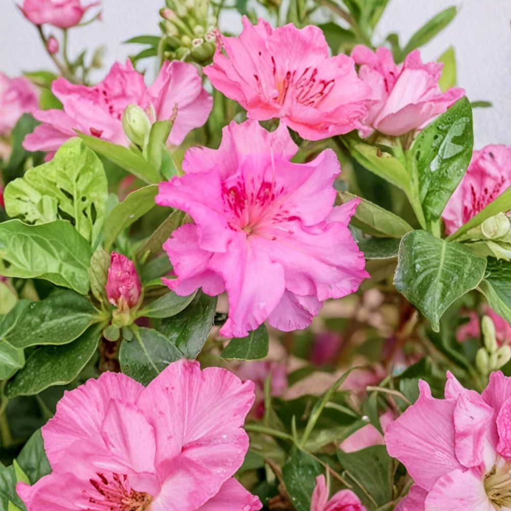 Azalea 'Royal Robe' - Compact Evergreen Shrub | Purple Red Ruffled Blooms | Rhododendron | #3 Container Grown Plant