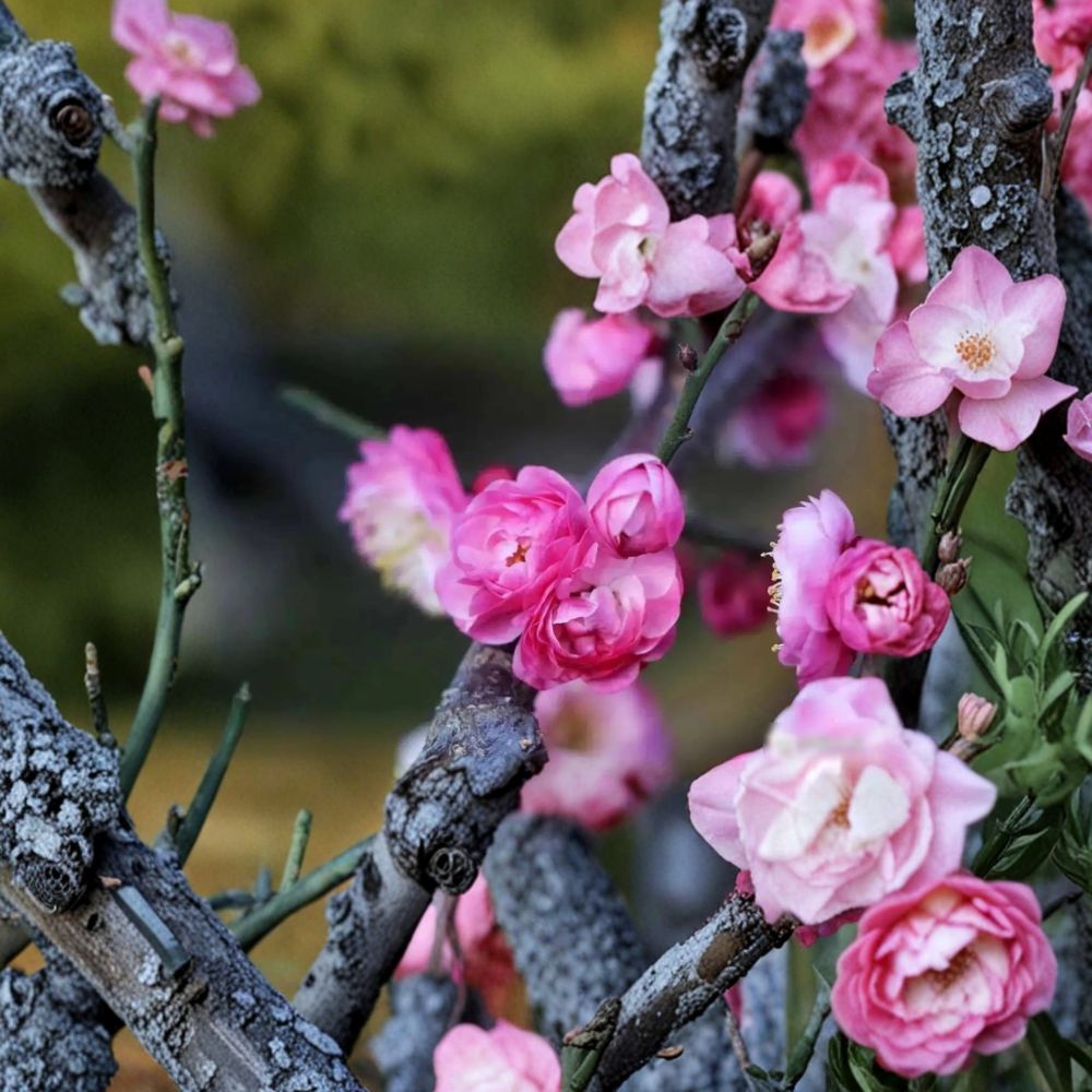 Peach-Pink Ume Tree - Live Flowering Apricot in Nursery Pot - Prunus mume 'Taohong Taige' - Double Pink Blossoms, Fragrant Ornamental