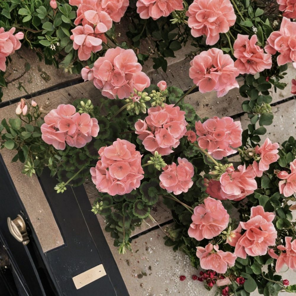 Coral Zonal Geranium Cuttings | 10 Live Stem Cuttings | Bright Coral Pink Blooms | Pelargonium zonale | Easy to Root