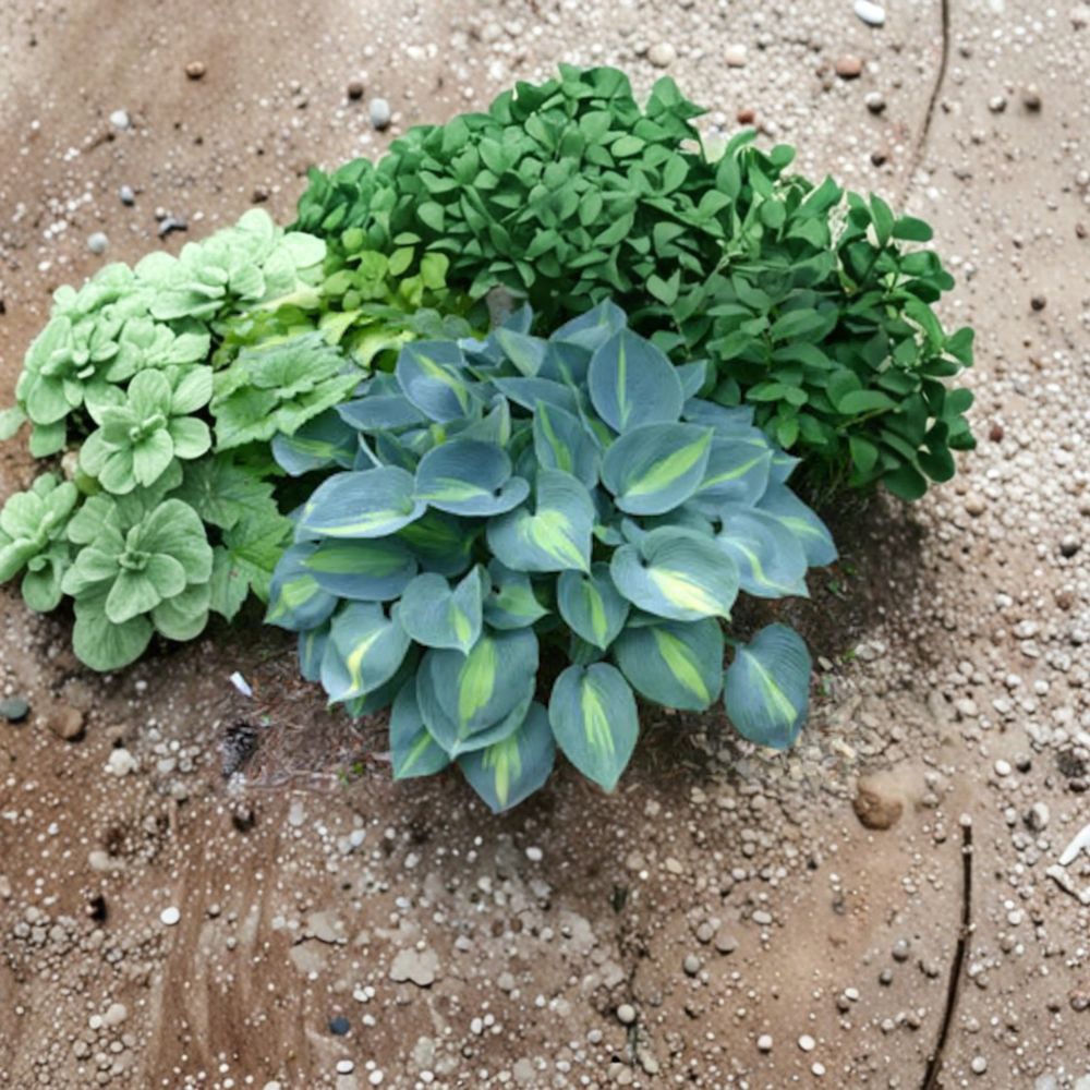 Touch of Class Hosta Bare Root 4 Inch Starter Plant - Blue Variegated Foliage Hosta ‘Touch of Class’ - Slug Resistant Perennial