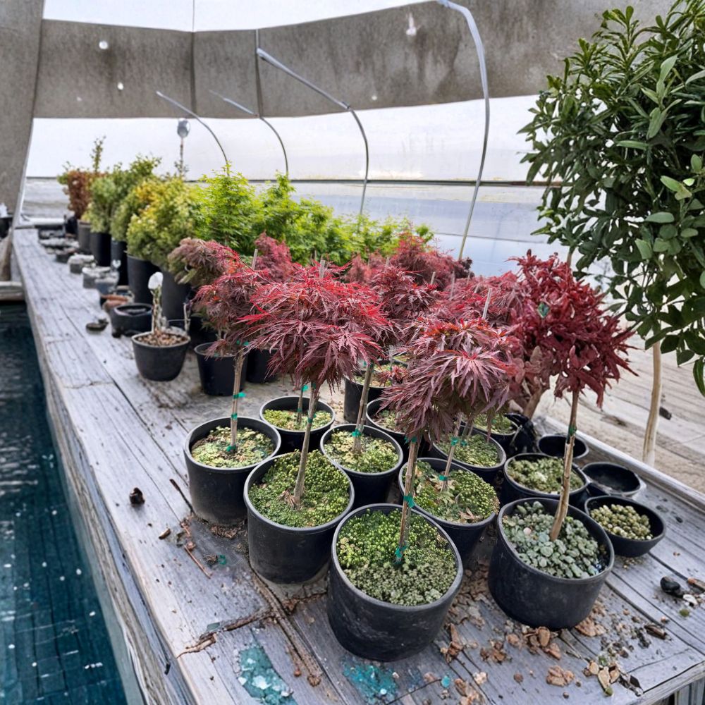 Weeping Red Japanese Maple Tree - Acer palmatum dissectum ‘Red Dragon’ - #3 Container - 20–30" Tall Ornamental Plant