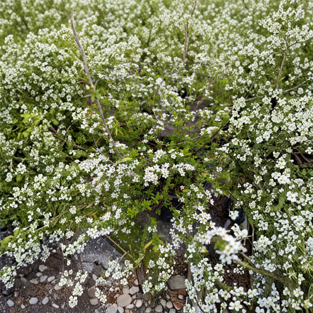 Mellow Yellow Spiraea Shrub | #3 Container Grown | Golden Foliage | Spiraea thunbergii ‘Mellow Yellow’ | Hardy to -30°F