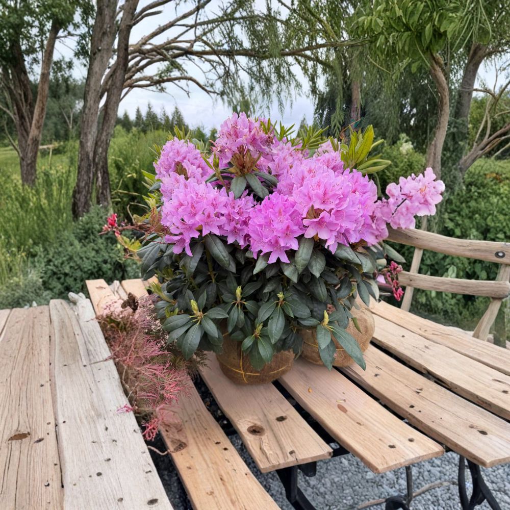 Rhododendron ‘English Roseum’ Live Evergreen Shrub | Purple Blooming | Fast Growing Cold Hardy Plant | Rhododendron 'English Roseum'