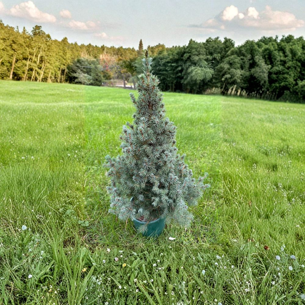 Live Saunders Blue White Spruce | 12 Inch Plant | Silvery-Blue Evergreen Conifer | Picea glauca | 1 Gallon Pot