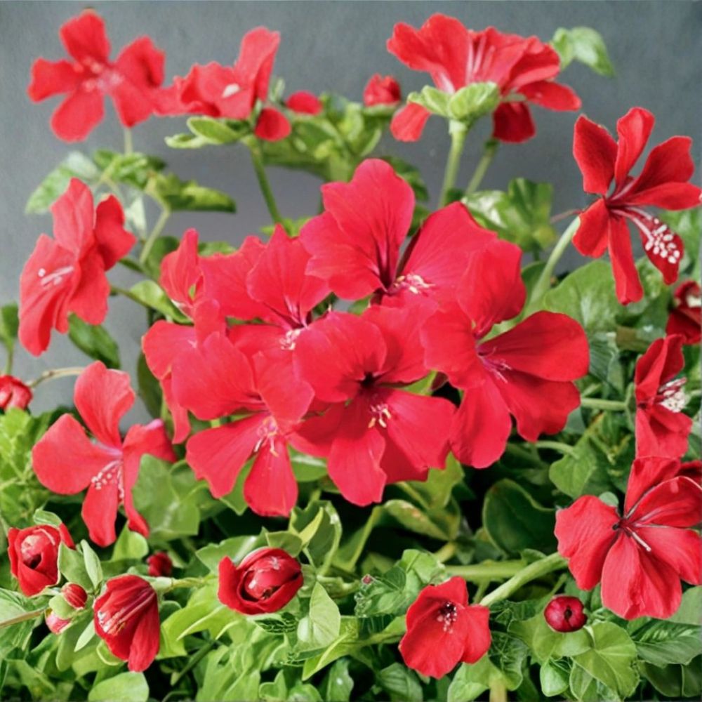 Tornado Red Geranium Seeds | 15 Seeds | Trailing Ivy Pelargonium | Pelargonium peltatum | Heat Tolerant Hanging Basket Flowers