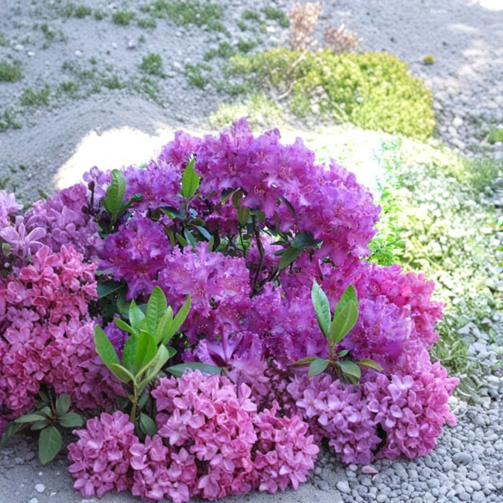 Rhododendron Plant 12-15 Inch Purple Lace Evergreen Shrub Rhododendron ‘Purple Lace’ Frilly Deep Purple Blooms