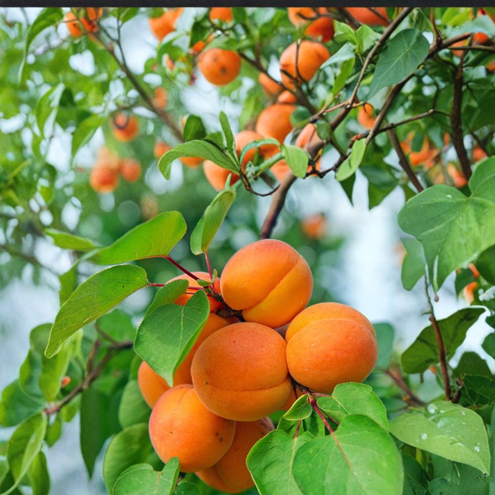 Nugget Apricot Tree Live Bare Root | Self-Fruitful Freestone | Prunus armeniaca | Early Season Fruit Tree