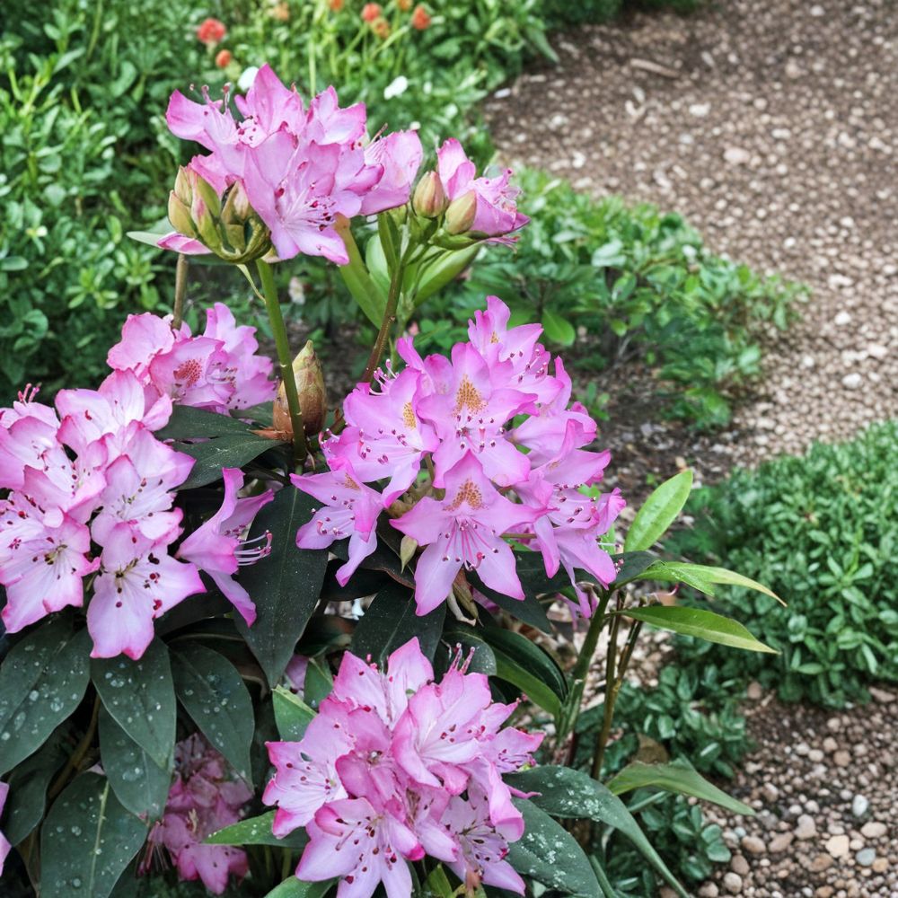 Evergreen Rhododendron Plant - 12-15 Inch Live Maxecat - Pink Midseason Blooms - Rhododendron 'Maxecat' - Cold Hardy Shrub