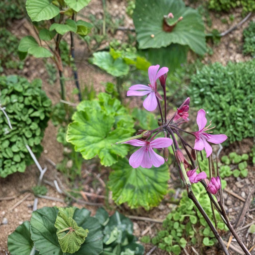 Pelargonium radens Seeds | Trailing Scented Geranium | 5 Pack | Fragrant Ground Cover | Easy to Grow for Baskets & Containers