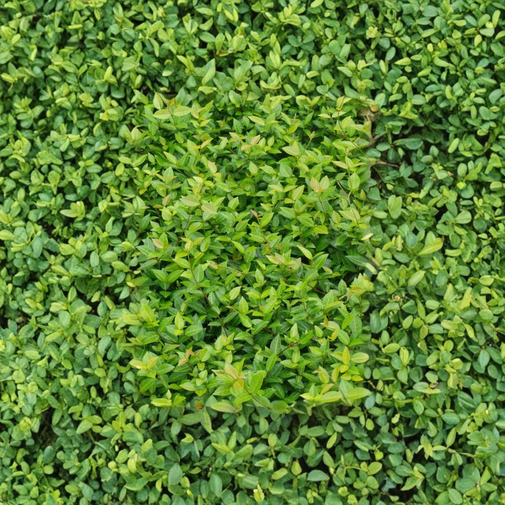 Asiatic Jasmine Plants - 45 Live 3.25" Pots - Evergreen Ground Cover - Trachelospermum asiaticum - Drought Tolerant