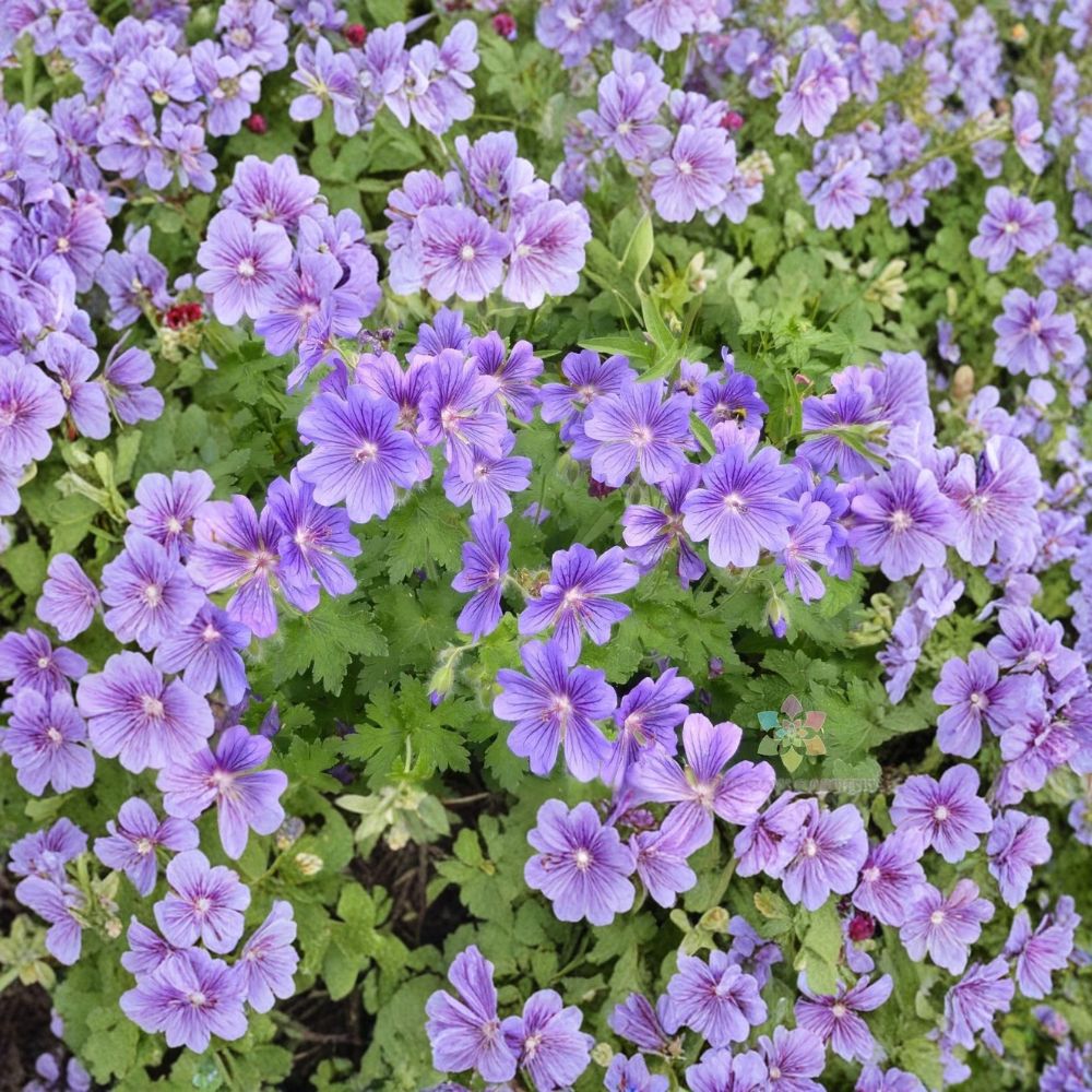 Purple Cranesbill Geranium Seeds - 25+ Seeds - Hardy Perennial Flower - Vibrant Purple Blooms - Geranium x magnificum