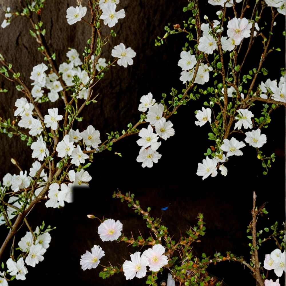 Monsonia vanderietiae Seeds - 5 Rare Caudiciform Succulent Seeds - Exotic Geranium Relative - Formerly Sarcocaulon