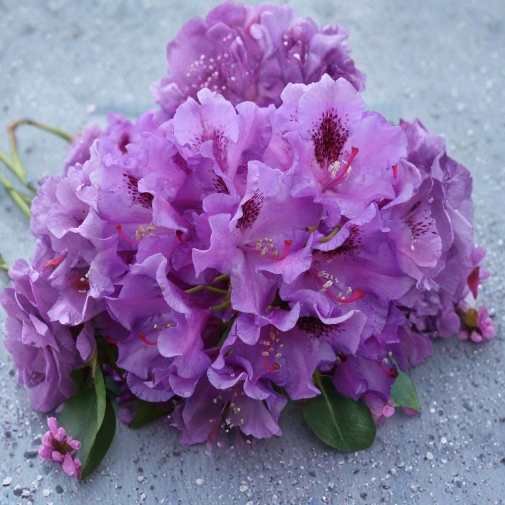 Rhododendron 'Tapestry' Live Shrub | Purple Blooming Evergreen | Extremely Cold Hardy | Grown in #1 Container