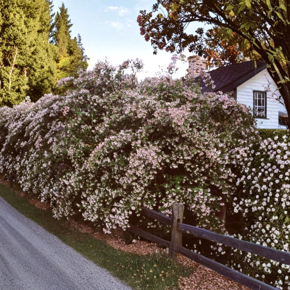 Beautybush Live Flowering Shrub | 2 Gallon Pot | Pink Blooms | Kolkwitzia amabilis | Deciduous Landscape Plant