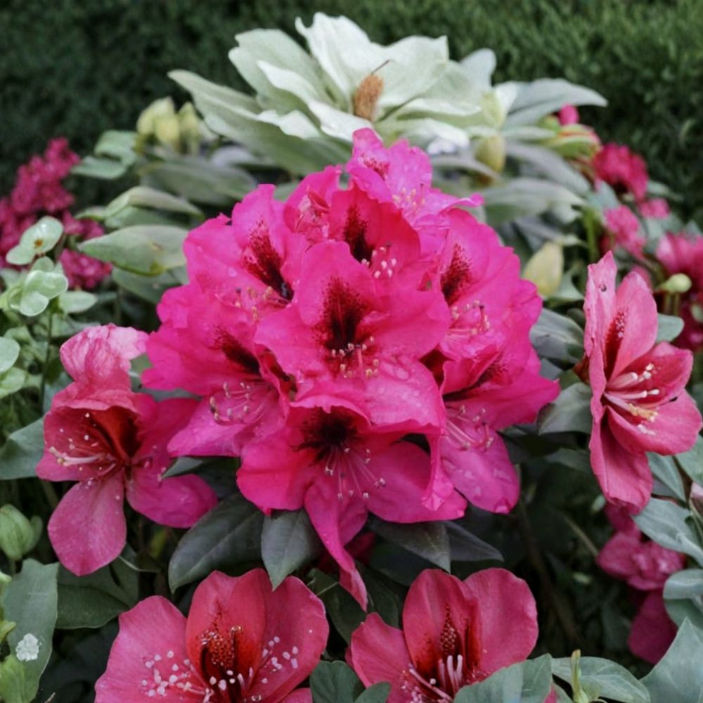 Rhododendron ‘Mendosina’ Live Shrub 3 Gallon Container | Purple Blooms with Dark Purple Blotch | Evergreen Landscape Plant
