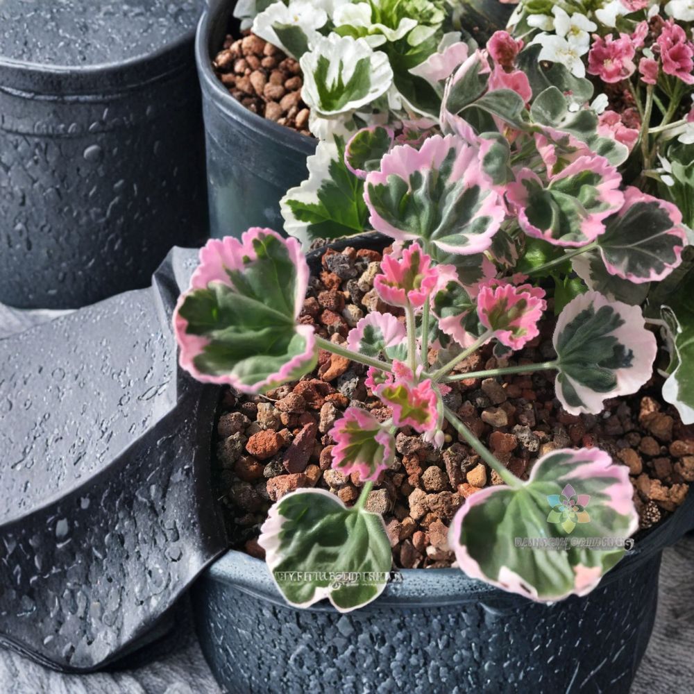 Ice Queen Geranium Seeds | 25+ Seeds | White & Blush Pink Blooms | Pelargonium Zonal | Easy to Grow Container Flowers