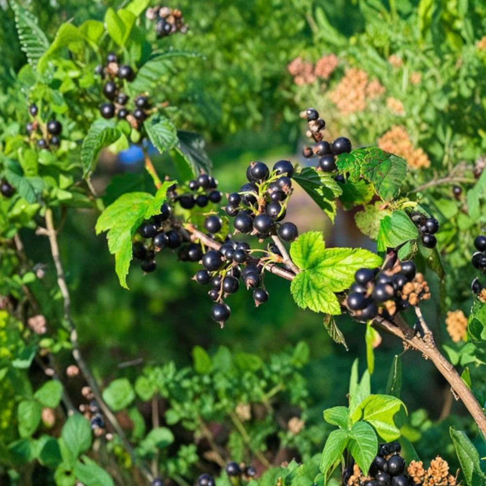 Consort Black Currant Plant - Live Rooted Starter - Edible Berry Shrub - Ribes nigrum - Cold Hardy - Zones 4–8