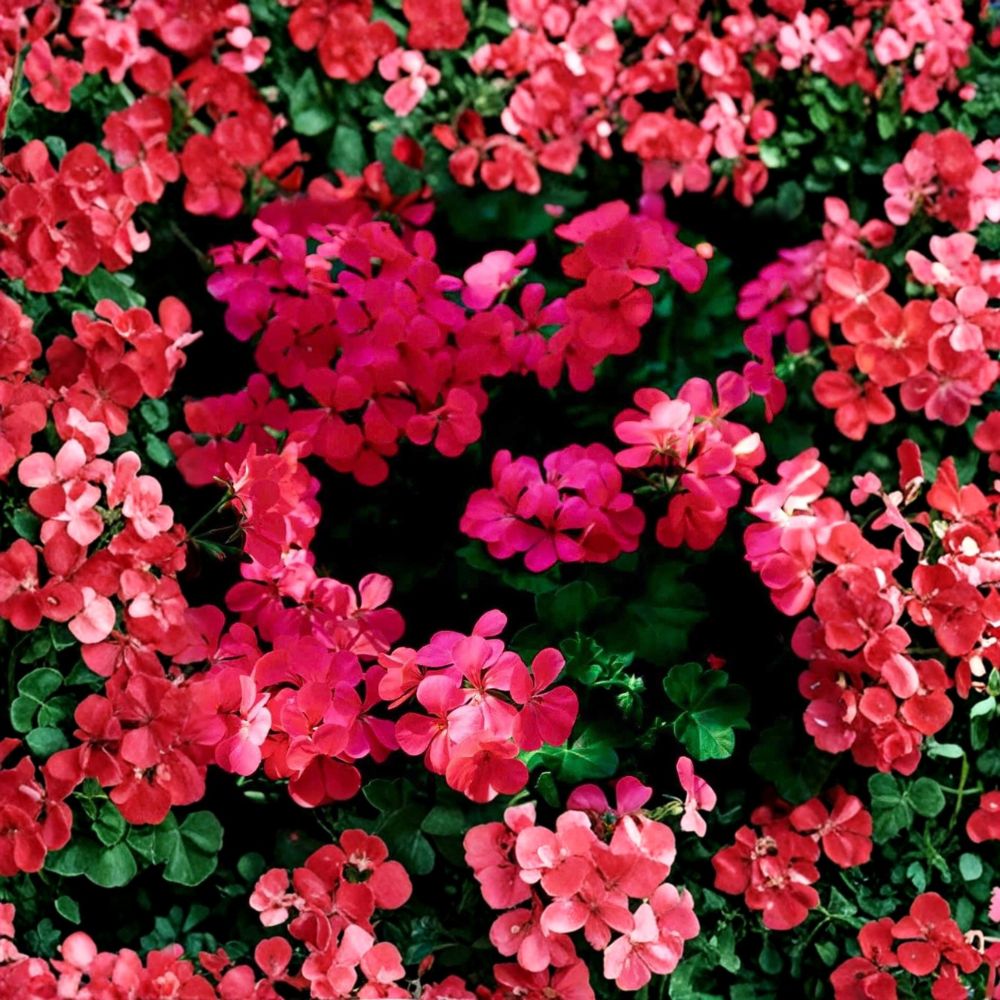 Fuchsia Ivy Leaf Geranium Seeds - Pelargonium x Peltatum 'Summer Showers' - Trailing Plant for Hanging Baskets - Hummingbird Friendly
